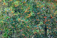 Ilex aquifolium 'Amber' - Orange berried holly