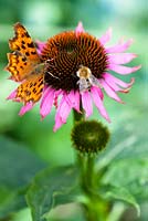 Comma butterfly - Polygonia c-album and bee feeding on nectar from the cone-flower, Echinacea purpurea. 