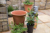 Terracotta pot ready to be planted with Calibrachoa 'Black Cherry' Can Can series and Rosa 'Sweet Dream' - 'Fryminicot'
