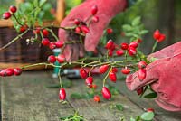 Gently bending Rose hip cuttings to form a circle