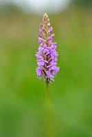 Genus gymnadenia conopsea - fragrant Orchid, Norfolk, England, July