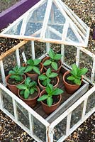 Broad Beans 'medes'  in teracotta pots, hardening off in a Victorian lantern cloche