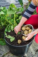 Woman gathering pot-grown early potatoes, 'Swift', on Garden patio, England, June