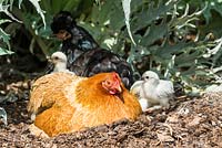 Bantam hen with chicks in a garden setting