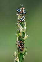 Common asparagus beetle - Crioceris asparagi, infestation of adult beetles on tip of edible Asparagus