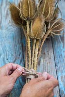 Tying a bow in a bouquet of Dipsacus