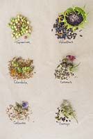 Seed heads and seeds of Nasturtium, Sunflower, Calendula, Cosmos, Cornflower and Borage. 
