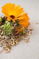 Flower, seed heads and seeds of Calendula. 