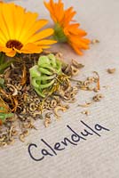 Flower, seed heads and seeds of Calendula