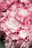 Hydrangea 'Miss Saori' bred by plantsman Ryoji Irie - Plant of the Year 2014, Chelsea Flower show 2014