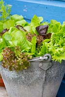 Mixed salad leaves growing in an old recycled galvanized bucket.