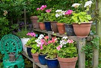 Wooden plant theatre displaying pots of geraniums