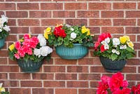 Container begonias brightening up a house brick wall