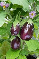Aubergine, Italian Eggplant, 'Bellezza nera'