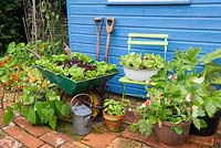 Small garden corner with old wheelbarrow and old enameled bowl planted with lettuce varieties 'Little gem pearl' and 'Dazzle'