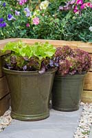 Containers of Lettuce 'Lollo Rossa' and mixed Lettuce plugs