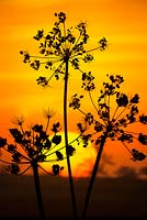Torilis japonica, Hedge Parsley seed heads silhouetted at sunset
