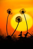 Taraxacum officinale, Common Dandelion seed head clocks silhouetted against sunset