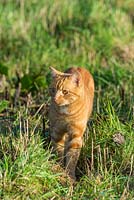 Juvenile Ginger tom cat