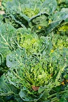 Brussel sprout plants showing leaf damage by cabbage white butterfly caterpillars
