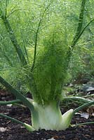 Florence fennel, bulb ready for harvest.