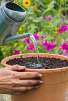  Watering freshly planted container of bulbs 