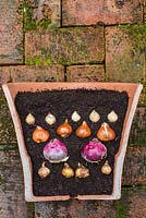 Container cut in half to show the layered effect. Plants include Narcissus 'Hawera', Muscari armeniacum, Hyacinthus orientalis 'Delft Blue' and Tulip 'Sunny Prince'. 