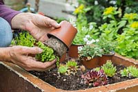 Removing Sedum sexangulare from pot to plant in mixed alpine container 