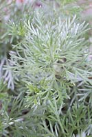 Artemisia schmidtiana 'Nana' 