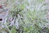  Artemisia schmidtiana 'Nana' 