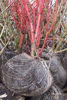Shrubs with rootball in sacking ready to transplant
