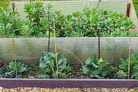 Over wintered vegetables with protective netting - Broad beans 'Aquadulce', and Spring cabbbages 'April'.