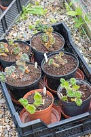 Over wintered begonia corms, shooting and ready for planting out