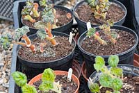 Over wintered begonia corms, shooting and ready for planting out