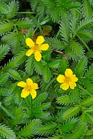 Argentina anserina common silverweed, silverweed cinquefoil