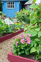 View of small raised bed showing dwarf dahlias, runner beans, and outdoor cucumber in antique cloche, England July.
