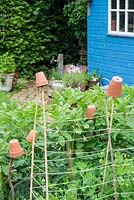 View of small raised bed with garden peas, 'Kelvedon Wonder', supported by canes and garden twine, England, July