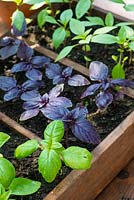 Pot grown sweet, purple and Thai basil in greenhouse 