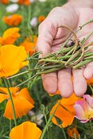 Gathering seed pods and seeds of Eschscholzia californica - California poppy