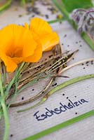 Flowers, seed heads and seeds of Eschscholzia californica - California poppy