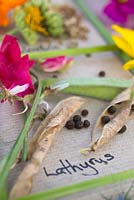 Flowers, seed heads and seeds of Lathyrus odoratus - Sweet pea