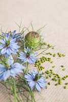 Flowers, seed heads and seeds of Nigella damascena - Love in a mist
