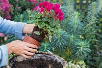 Removing Cyclamen persicum from pot