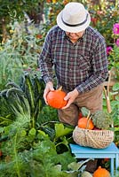 Man harvesting squashes in the vegetable garden.