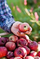Man selecting healthy apples for winter storage. Damage caused by insects.