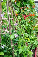 Summer garden with Runner beans growing alongside old fashion sweet peas, trained up hazel poles. 