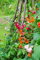 Summer garden with runner beans growing alongside old fashion sweet peas, trained up hazel poles. England, July