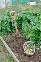 First early new potatoes, 'Arran Pilot', freshly dug on small allotment plot, UK, May