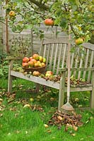 Garden seat with fallen leaves, lawn rake and basket of windfall apples under tree, England, October