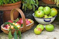Garden still life with crab apples, john downie and bramley apples in rustic setting.